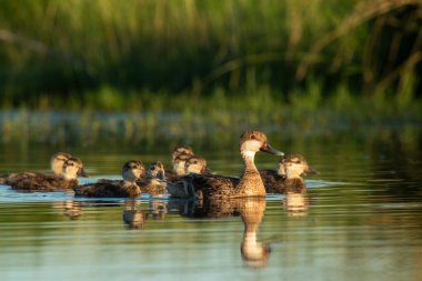 Beyaz yanaklı Pintail, Anas bahamensis, La Pampa, Patagonya, Arjantin.