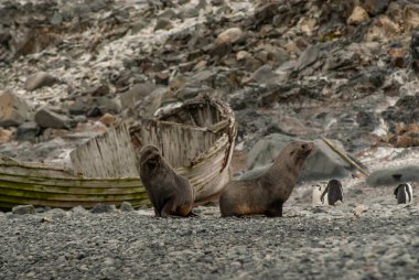 Antarktika kürk foku, Arctophoca ceylanı, arka planda tarihi bir balina teknesi, Güney Shetland Adası, Antartika.