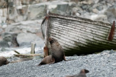 Antarktika kürk foku, Arctophoca ceylanı, arka planda tarihi bir balina teknesi, Güney Shetland Adası, Antartika.