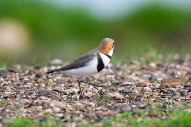 İki bantlı pulluk, Charadrius falklandicus, Chubut, Patagonya, Arjantin.