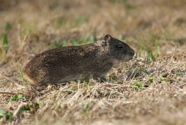 Pampas Cavi otlakta, La Pampa Eyaleti, Patagonya, Arjantin.