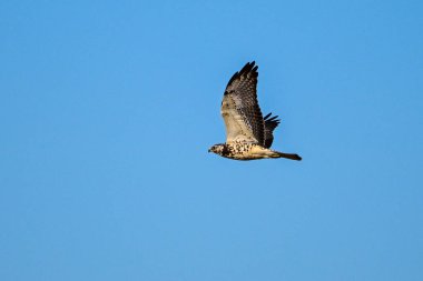 Buteo swainsoni, Swainson 's Hawk, La Pampa Provnce, Patagonya, Arjantin