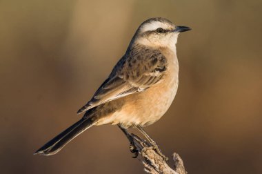 White banded mokingbird, in spinal forest environment , Pampas, Argentina.