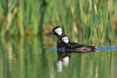 Beyaz tüylü Grebe yüzücüsü, La Pampa Eyaleti, Patagonya, Arjantin