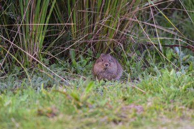 Pampas Cavi otlakta, La Pampa Eyaleti, Patagonya, Arjantin.