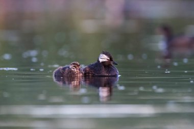 Beyaz tüylü Grebe yüzücüsü, La Pampa Eyaleti, Patagonya, Arjantin