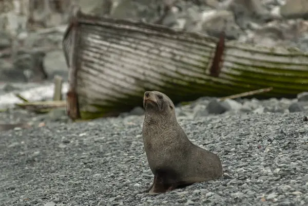 Antarktika kürk foku, Arctophoca ceylanı, arka planda tarihi bir balina teknesi, Güney Shetland Adası, Antartika.