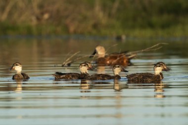 Beyaz yanaklı Pintail, Anas bahamensis, La Pampa, Patagonya, Arjantin.