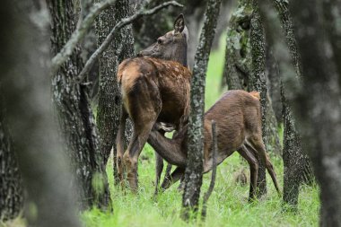 Anne ve bebek Kızıl geyik Calden Ormanı, La Pampa, Arjantin, Parque Luro, Doğa Koruma Alanı