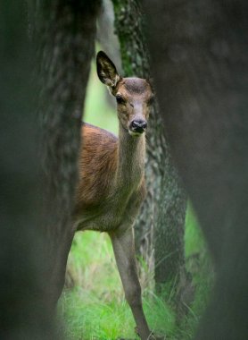 Calden Ormanında Bebek Kızıl Geyik, La Pampa, Arjantin, Parque Luro, Doğa Koruma Alanı