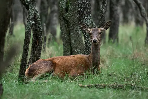 Kızıl Geyik, Calden Ormanı 'nda Kadın, La Pampa, Arjantin, Parque Luro, Doğa Koruma Alanı