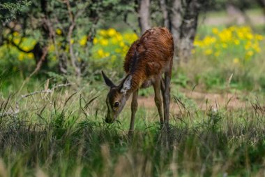Calden Ormanı, La Pampa, Arjantin, Parque Luro, Doğa Koruma Alanı