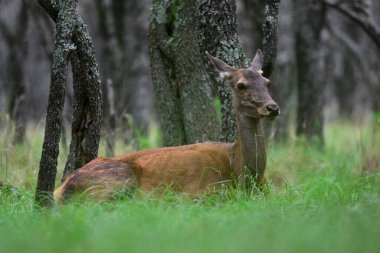 Calden Ormanı 'nda dinlenen kızıl geyik dişi La Pampa, Arjantin, Parque Luro, Doğa Koruma Alanı