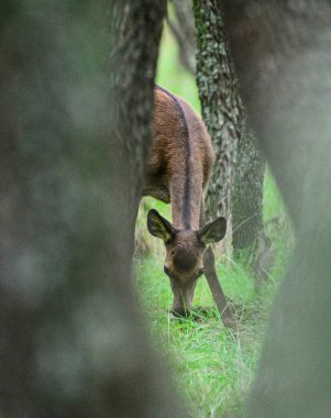 Calden Ormanı, La Pampa, Arjantin, Parque Luro, Doğa Koruma Alanı