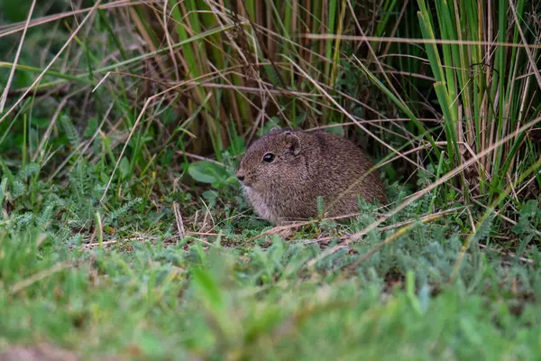 Pampas Cavi otlakta, La Pampa Eyaleti, Patagonya, Arjantin.