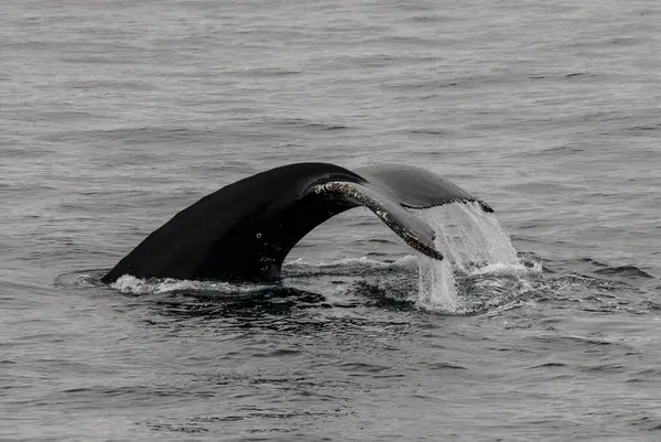 Kambur balina, Megaptera novaeangliae Antarktika sularında yüzüyor..