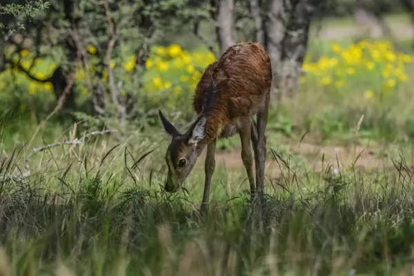 Calden Ormanı, La Pampa, Arjantin, Parque Luro, Doğa Koruma Alanı