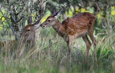Anne ve bebek Kızıl geyik Calden Ormanı, La Pampa, Arjantin, Parque Luro, Doğa Koruma Alanı