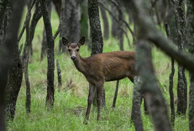 Calden Ormanı, La Pampa, Arjantin, Parque Luro, Doğa Koruma Alanı