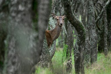 Calden Ormanı, La Pampa, Arjantin, Parque Luro, Doğa Koruma Alanı
