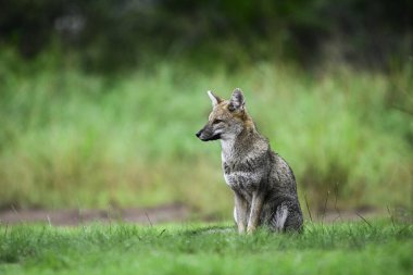Pampas çimen ortamında Pampas Gri Tilkisi, La Pampa ili, Patagonya, Arjantin.