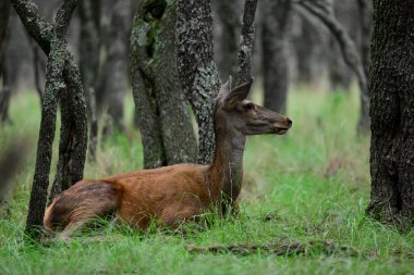 Calden Ormanı 'nda dinlenen kızıl geyik dişi La Pampa, Arjantin, Parque Luro, Doğa Koruma Alanı