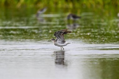 Daha az sarı bacaklı, lagünün dalgalı suları, La Pampa, Patagonya, Arjantin
