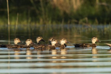 Beyaz yanaklı Pintail, Anas bahamensis, La Pampa, Patagonya, Arjantin.
