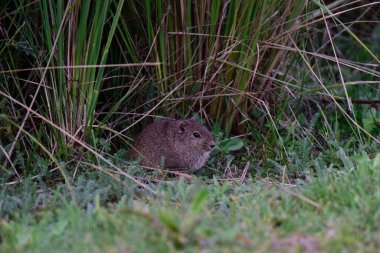 Pampas Cavi otlakta, La Pampa Eyaleti, Patagonya, Arjantin.