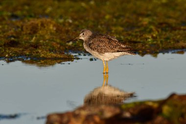 Büyük Sarıbacak, Tringa melanoleuca, Deseado Nehri, Santa Cruz Eyaleti, Patagonya, Arjantin.