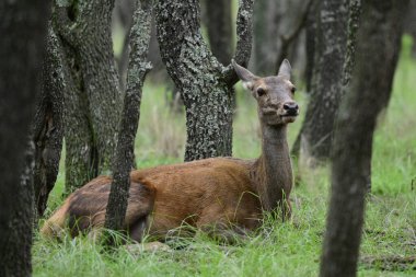 Calden Ormanı 'nda dinlenen kızıl geyik dişi La Pampa, Arjantin, Parque Luro, Doğa Koruma Alanı