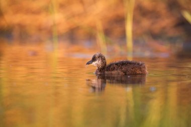 Beyaz tüylü Grebe yüzücüsü, La Pampa Eyaleti, Patagonya, Arjantin