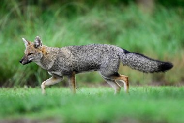 Pampas çimen ortamında Pampas Gri Tilkisi, La Pampa ili, Patagonya, Arjantin.