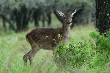 Calden Ormanı 'nda kızıl geyik yavrusu, La Pampa, Arjantin, Parque Luro, Doğa Koruma Alanı