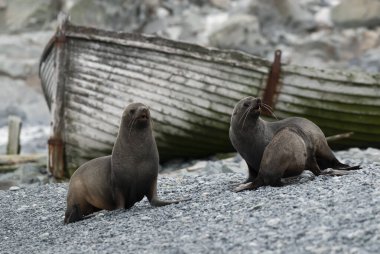Antarktika kürk foku, Arctophoca ceylanı, arka planda tarihi bir balina teknesi, Güney Shetland Adası, Antartika.