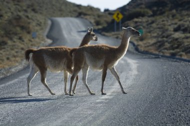 Guanacos otlatma, Torres del Paine Ulusal Parkı, Patagonya, Şili.