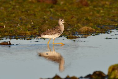 Büyük Sarıbacak, Tringa melanoleuca, Deseado Nehri, Santa Cruz Eyaleti, Patagonya, Arjantin.