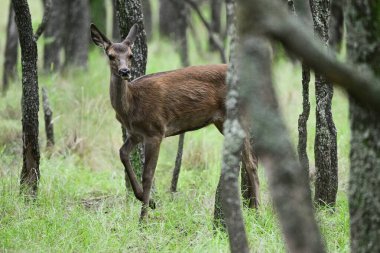 Calden Ormanı 'nda kızıl geyik yavrusu, La Pampa, Arjantin, Parque Luro, Doğa Koruma Alanı