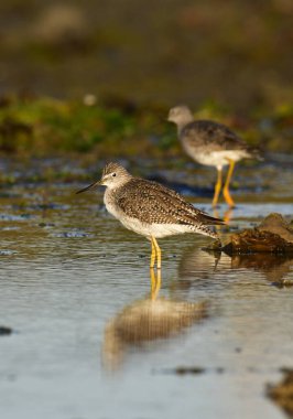 Büyük Sarıbacak, Tringa melanoleuca, Deseado Nehri, Santa Cruz Eyaleti, Patagonya, Arjantin.