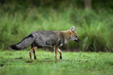 Pampas çimen ortamında Pampas Gri Tilkisi, La Pampa ili, Patagonya, Arjantin.