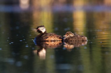 Beyaz tüylü Grebe yüzücüsü, La Pampa Eyaleti, Patagonya, Arjantin