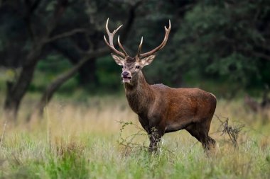 Sonbahar mevsiminde ormanda kızıl boğa geyiği