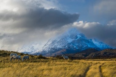 Atlar dağ manzarası ortamında, Torres del Paine Ulusal Parkı, Patagonya, Şili.