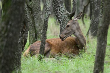 Calden Ormanı 'nda dinlenen kızıl geyik dişi La Pampa, Arjantin, Parque Luro, Doğa Koruma Alanı
