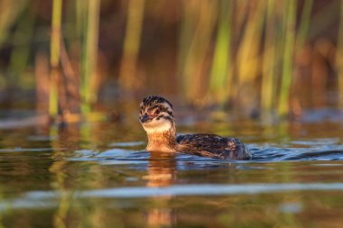 Beyaz tüylü Grebe yüzücüsü, La Pampa Eyaleti, Patagonya, Arjantin