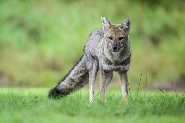 Pampas çimen ortamında Pampas Gri Tilkisi, La Pampa ili, Patagonya, Arjantin.