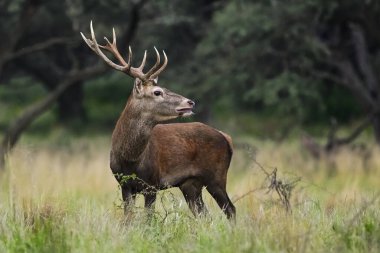 Calden Ormanında Erkek Kızıl Geyik, La Pampa, Arjantin, Parque Luro, Doğa Koruma Alanı