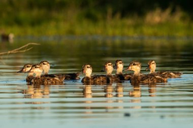 Beyaz yanaklı Pintail, Anas bahamensis, La Pampa, Patagonya, Arjantin.