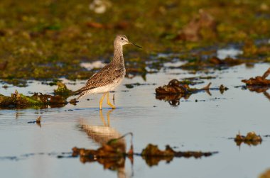 Büyük Sarıbacak, Tringa melanoleuca, Deseado Nehri, Santa Cruz Eyaleti, Patagonya, Arjantin.