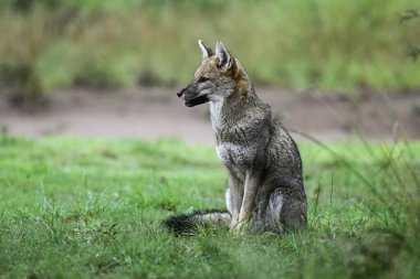 Pampas çimen ortamında Pampas Gri Tilkisi, La Pampa ili, Patagonya, Arjantin.